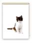 Preview: Rollo Felix Katzenbaby , Rollo, Motivrollo, Rollo mit Druck, Fotorollo, bedrucktes Rollo, Fensterrollo,verdunkelndes Rollo, Sonnenschutz Rollo
